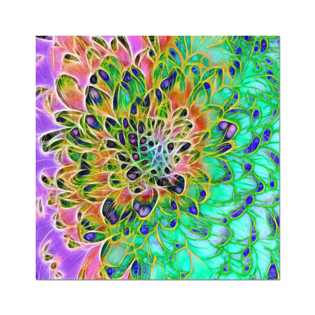 Abstract Peacock Chrysanthemum Hahnemühle Photo Rag Print