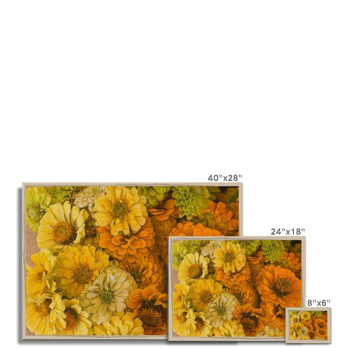 Yellow Zinnias Framed Print