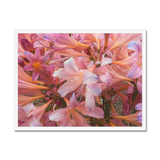 Pink Amaryllis Framed Print