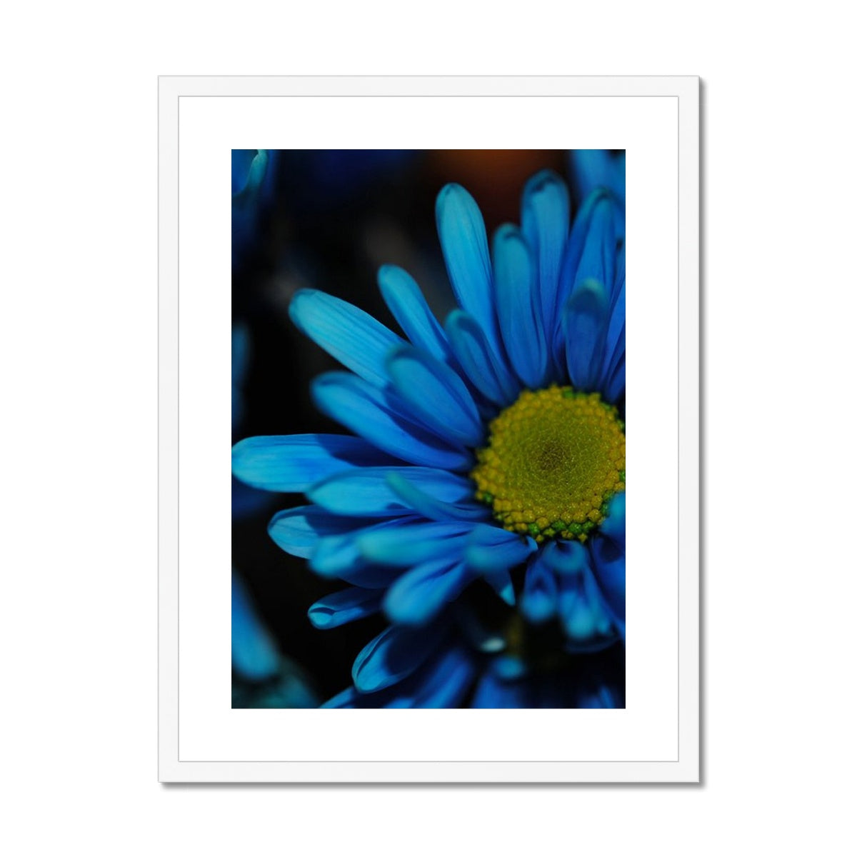 Blue Daisy Framed & Mounted Print