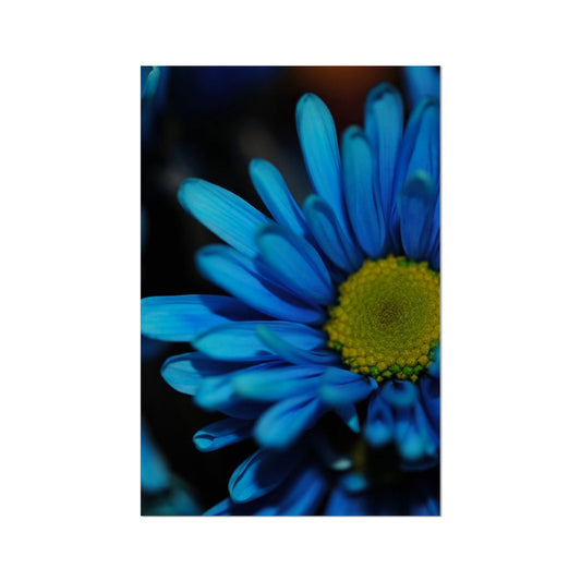 Blue Daisy Hahnemühle Photo Rag Print