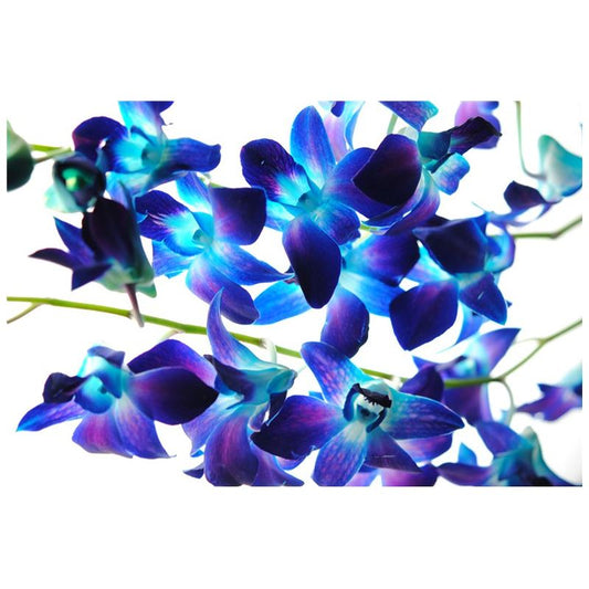 Purple Orchids Water Glass