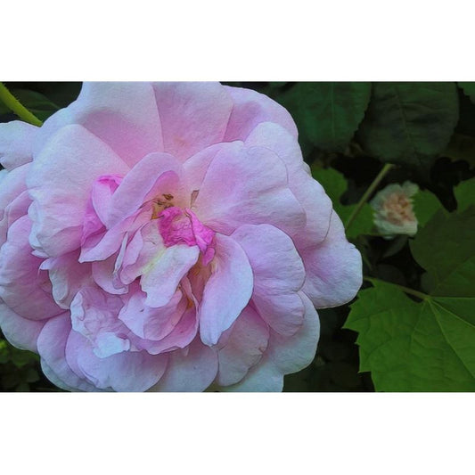Wild Pink Rose Water Glass