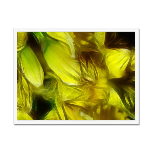 Abstract Yellow Daffodils Framed Print