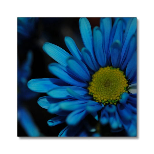 Blue Daisy Canvas