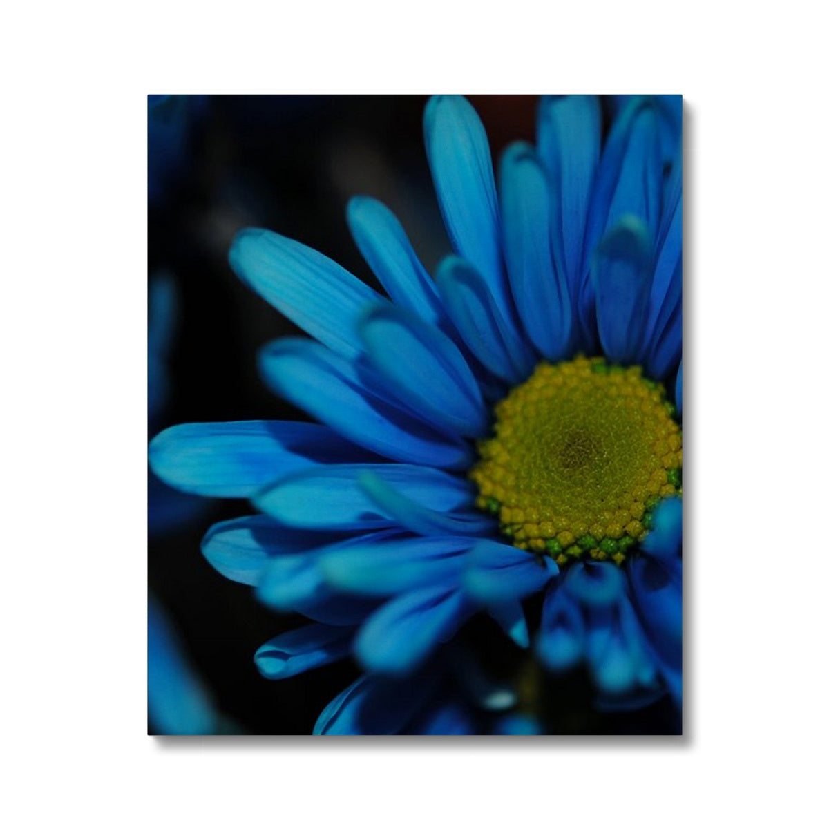Blue Daisy Canvas