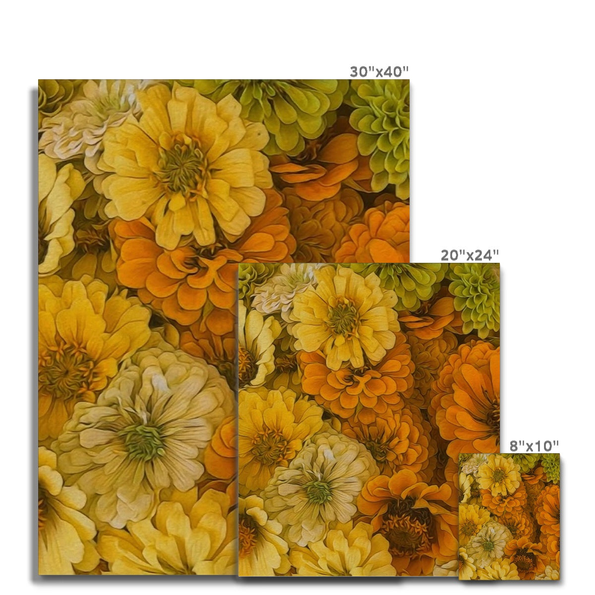 Yellow Zinnias Canvas
