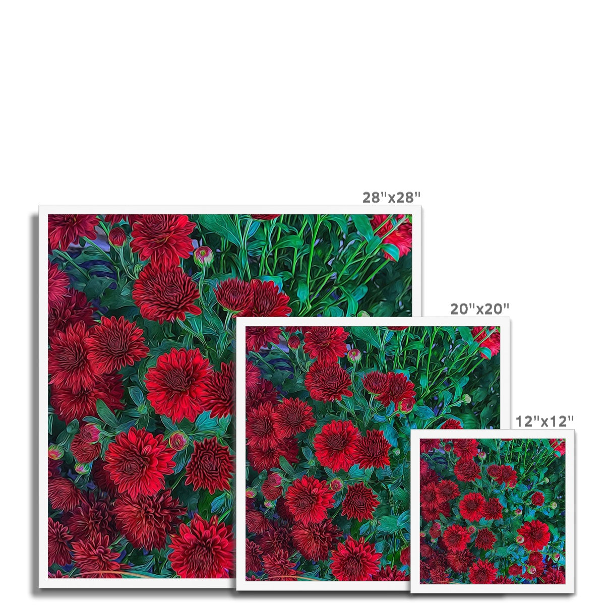 Red Mums Framed Print