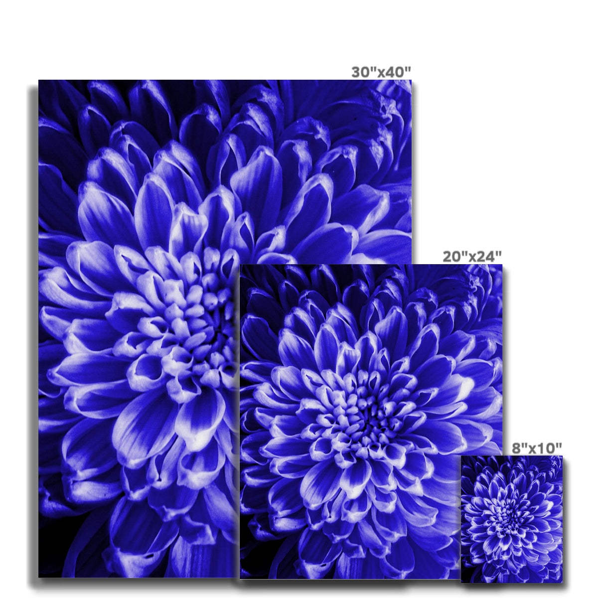 Blue Chrysanthemum Canvas