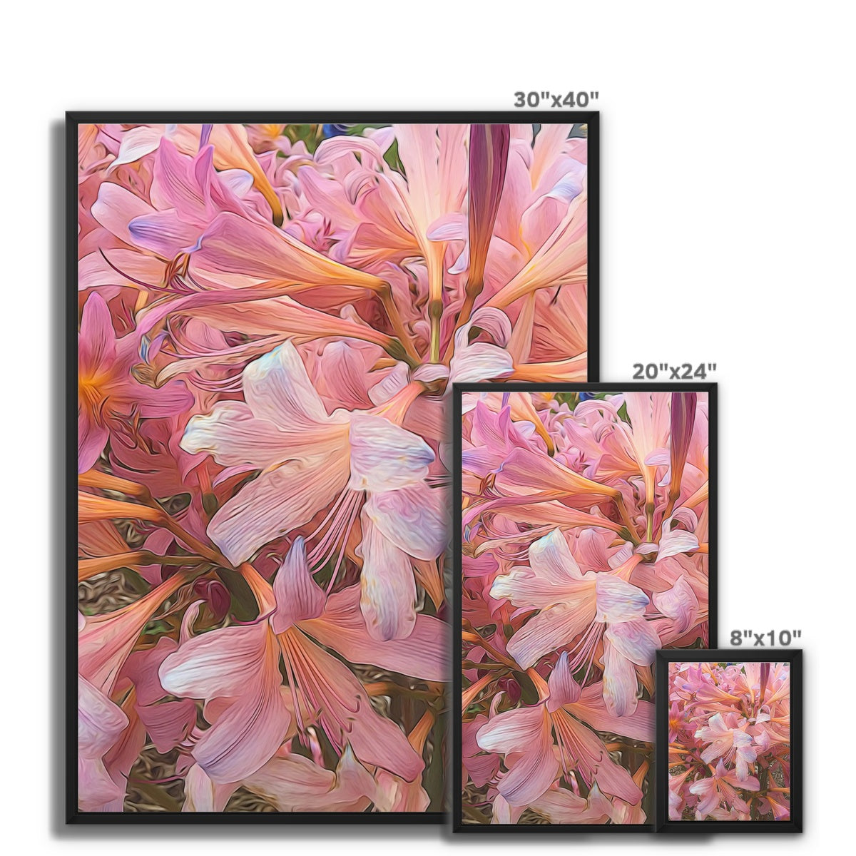 Pink Amaryllis Framed Canvas