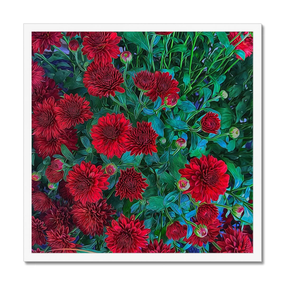 Red Mums Framed Print