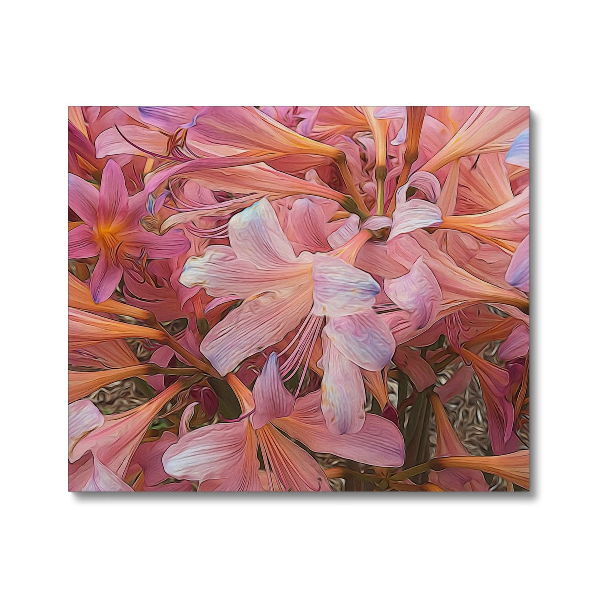 Pink Amaryllis Canvas