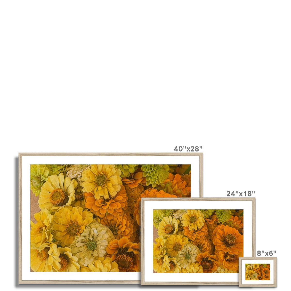 Yellow Zinnias Framed & Mounted Print