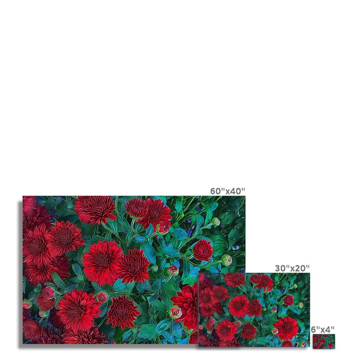 Red Mums Hahnemühle Photo Rag Print