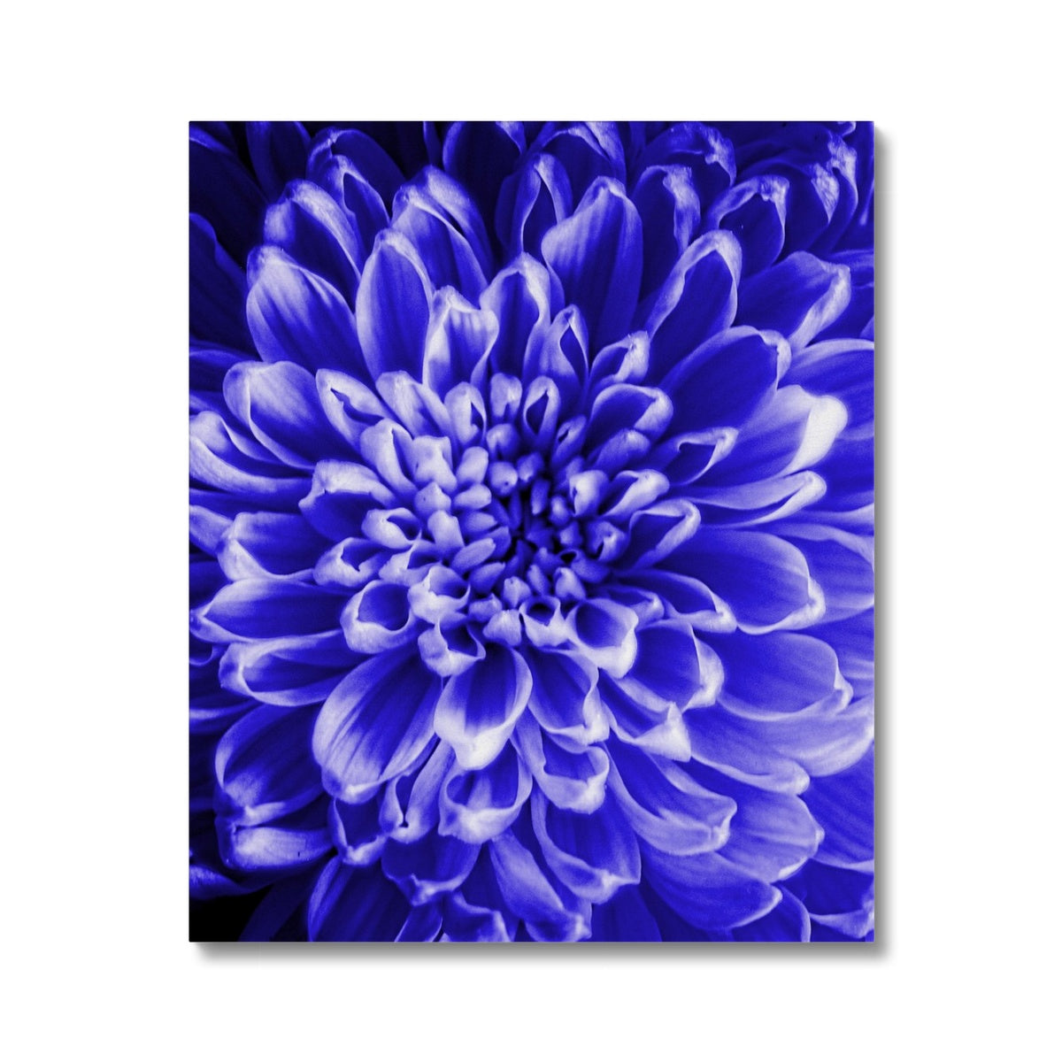 Blue Chrysanthemum Canvas
