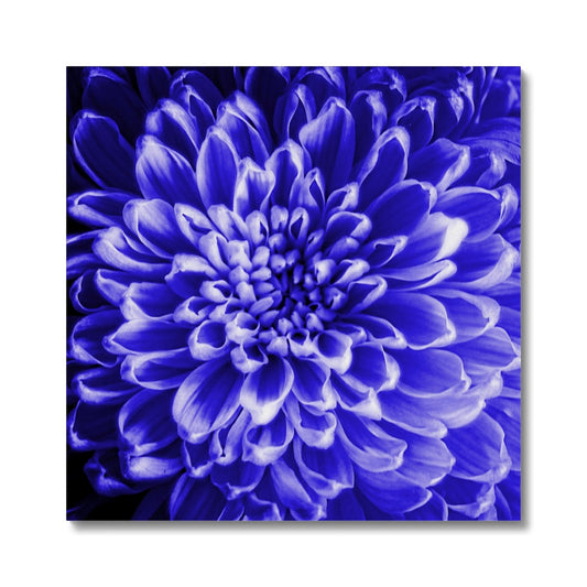 Blue Chrysanthemum Canvas
