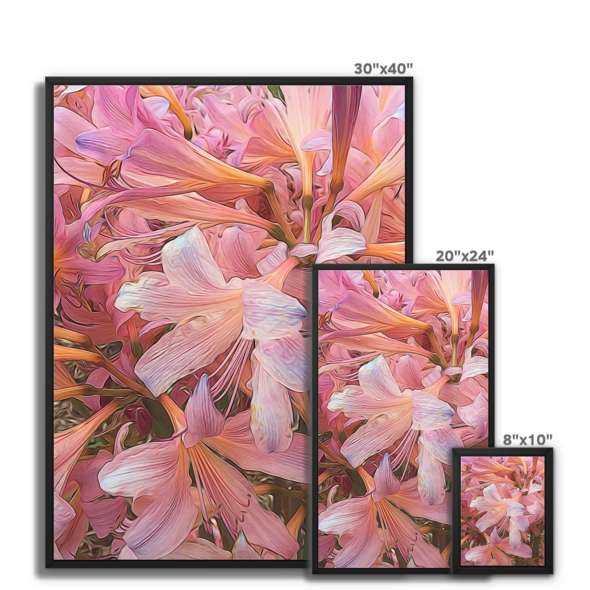 Pink Amaryllis Framed Canvas
