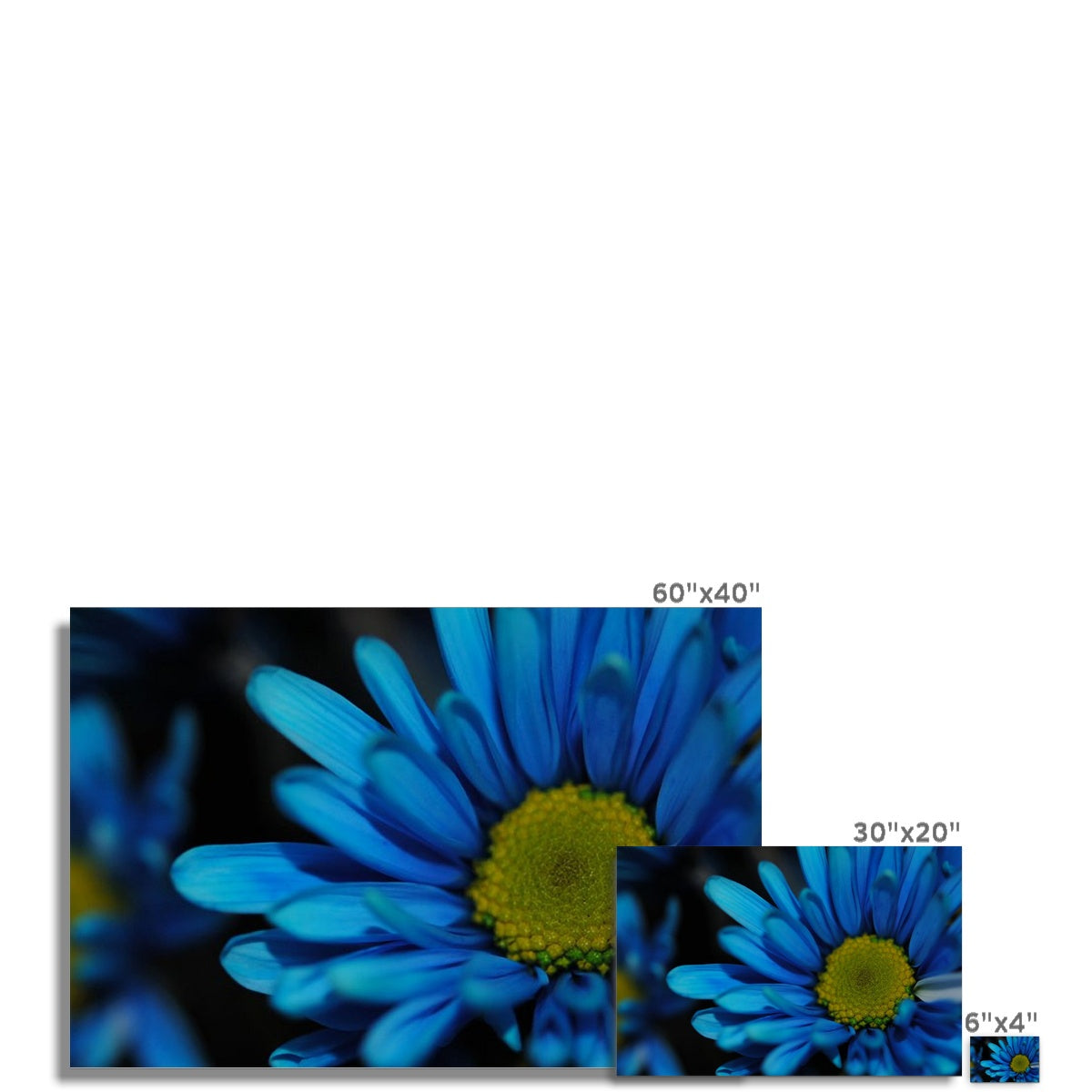 Blue Daisy Hahnemühle Photo Rag Print