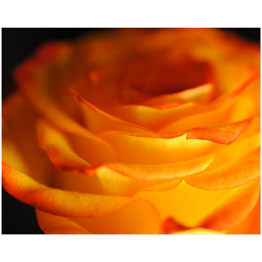 Orange Rose Close Up Acrylic Prints