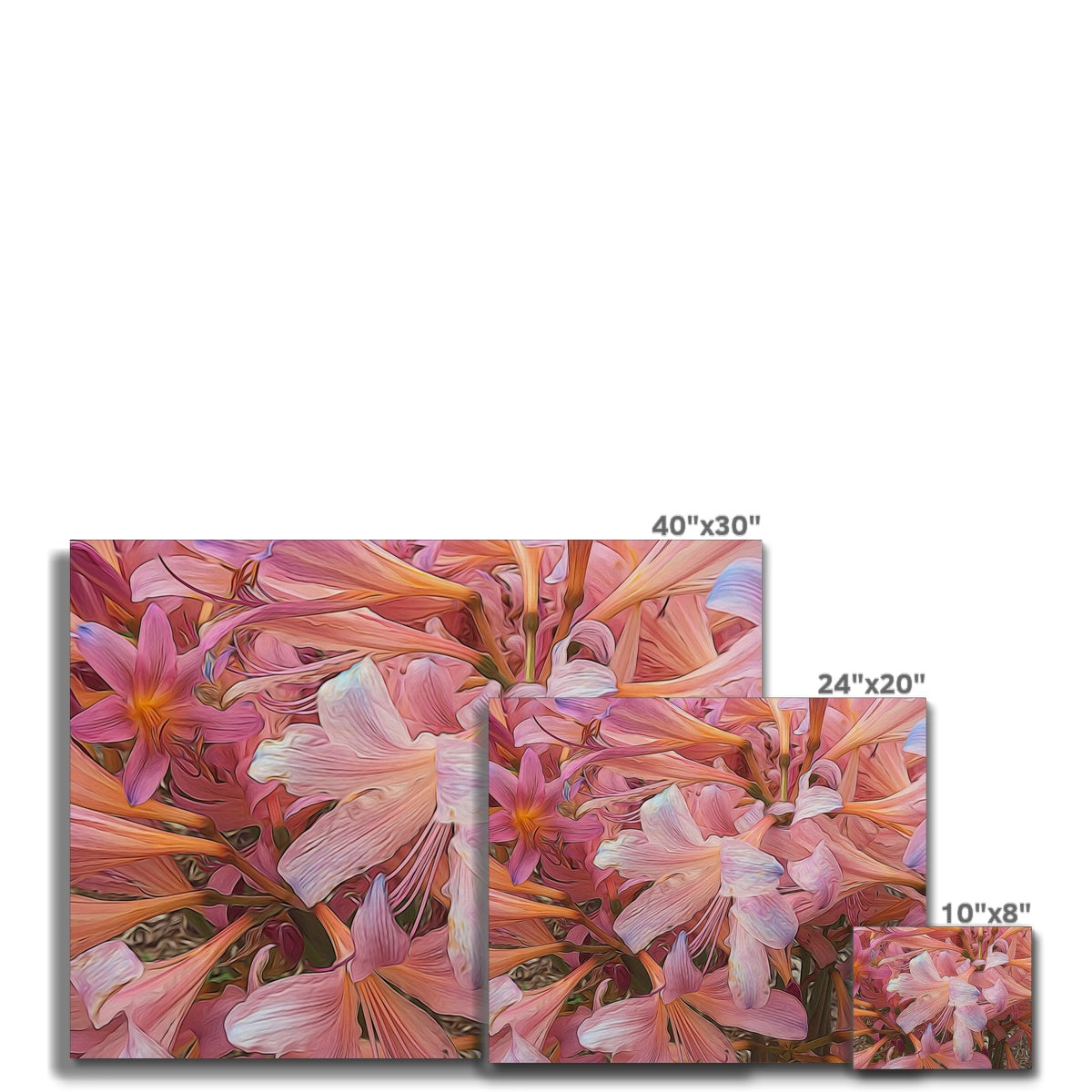 Pink Amaryllis Canvas