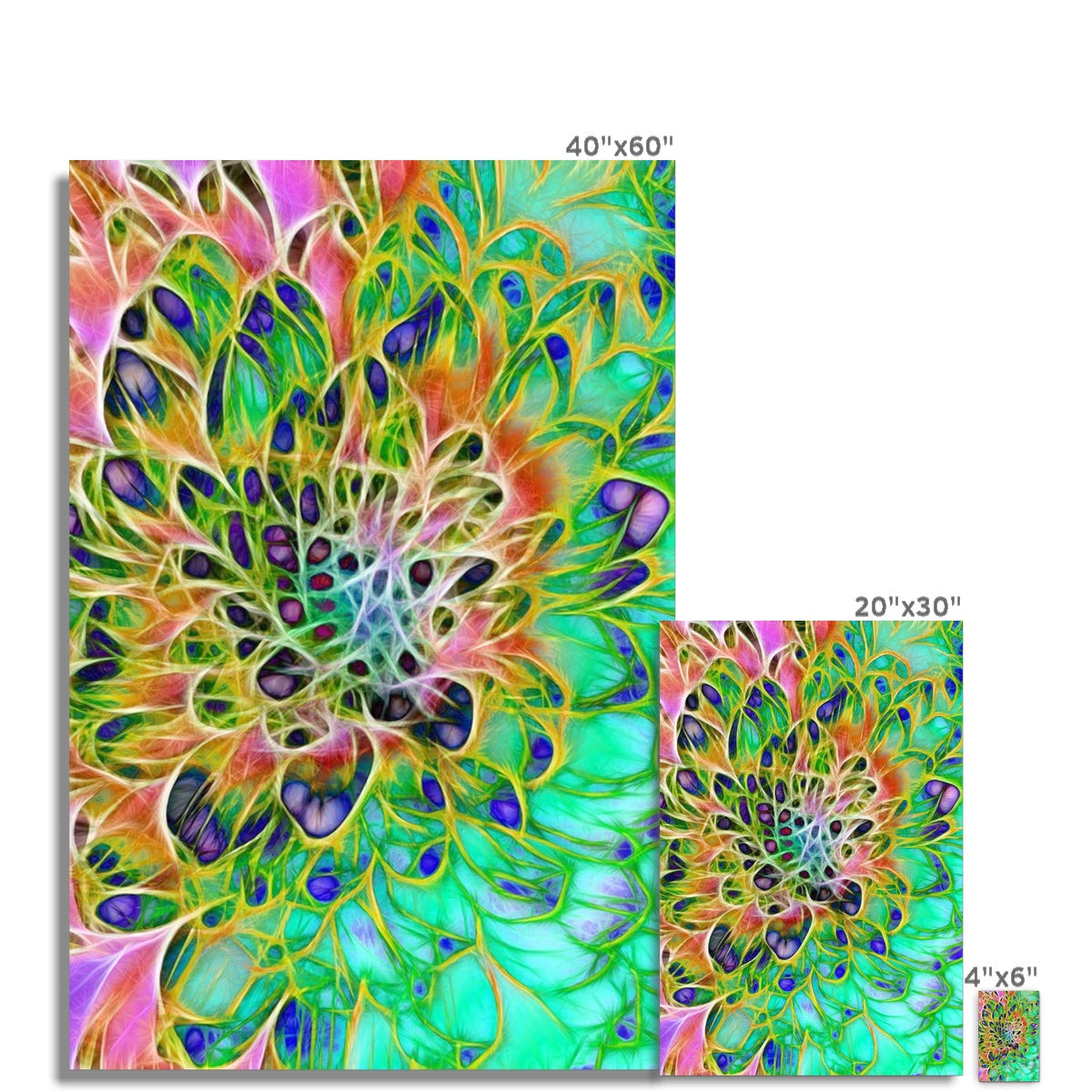 Abstract Peacock Chrysanthemum Hahnemühle Photo Rag Print