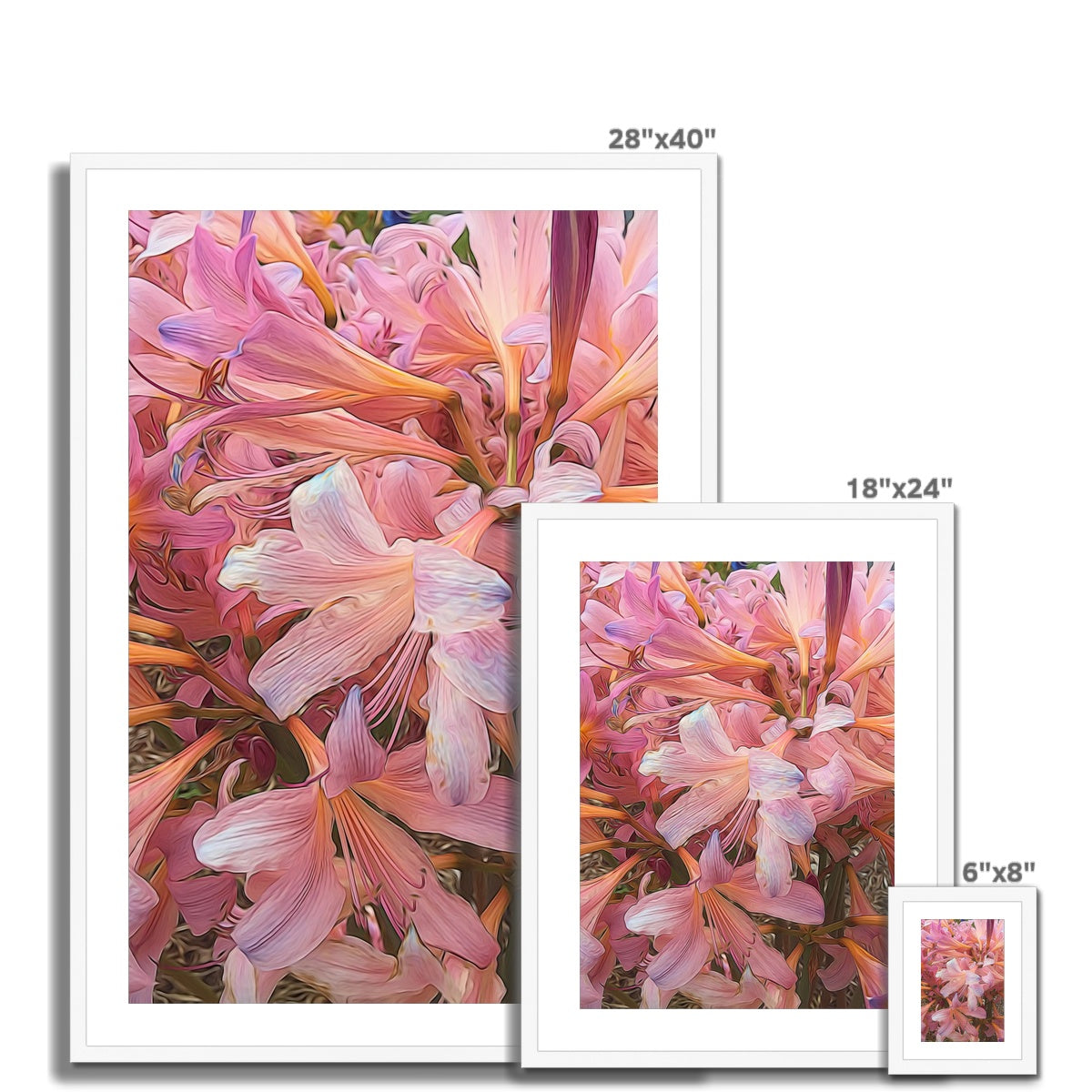 Pink Amaryllis Framed & Mounted Print
