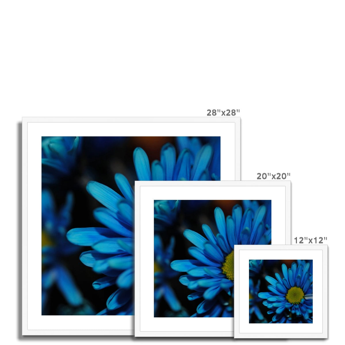 Blue Daisy Framed & Mounted Print