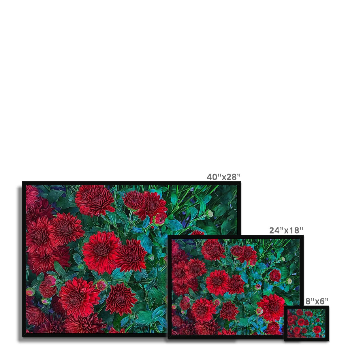 Red Mums Framed Print