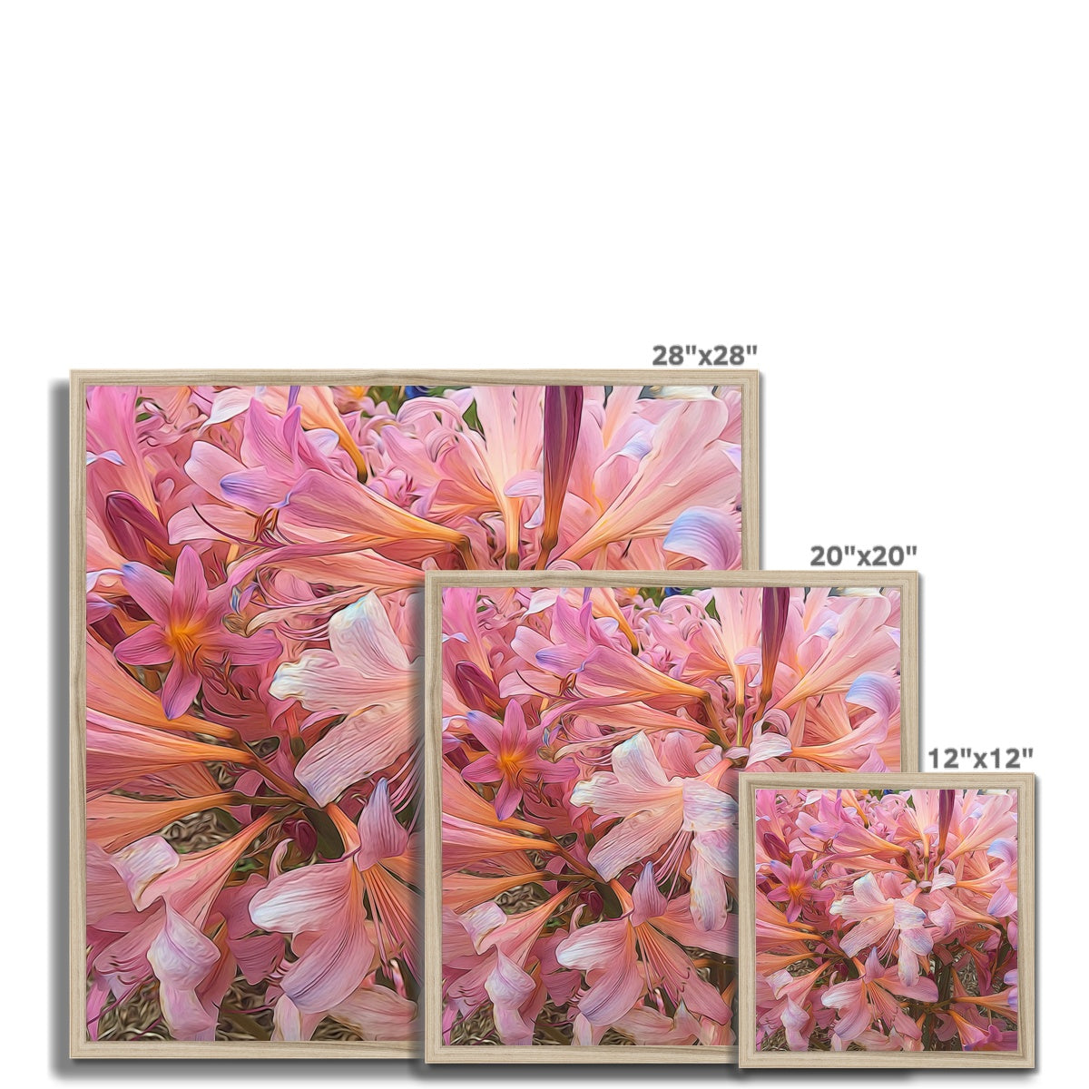 Pink Amaryllis Framed Print