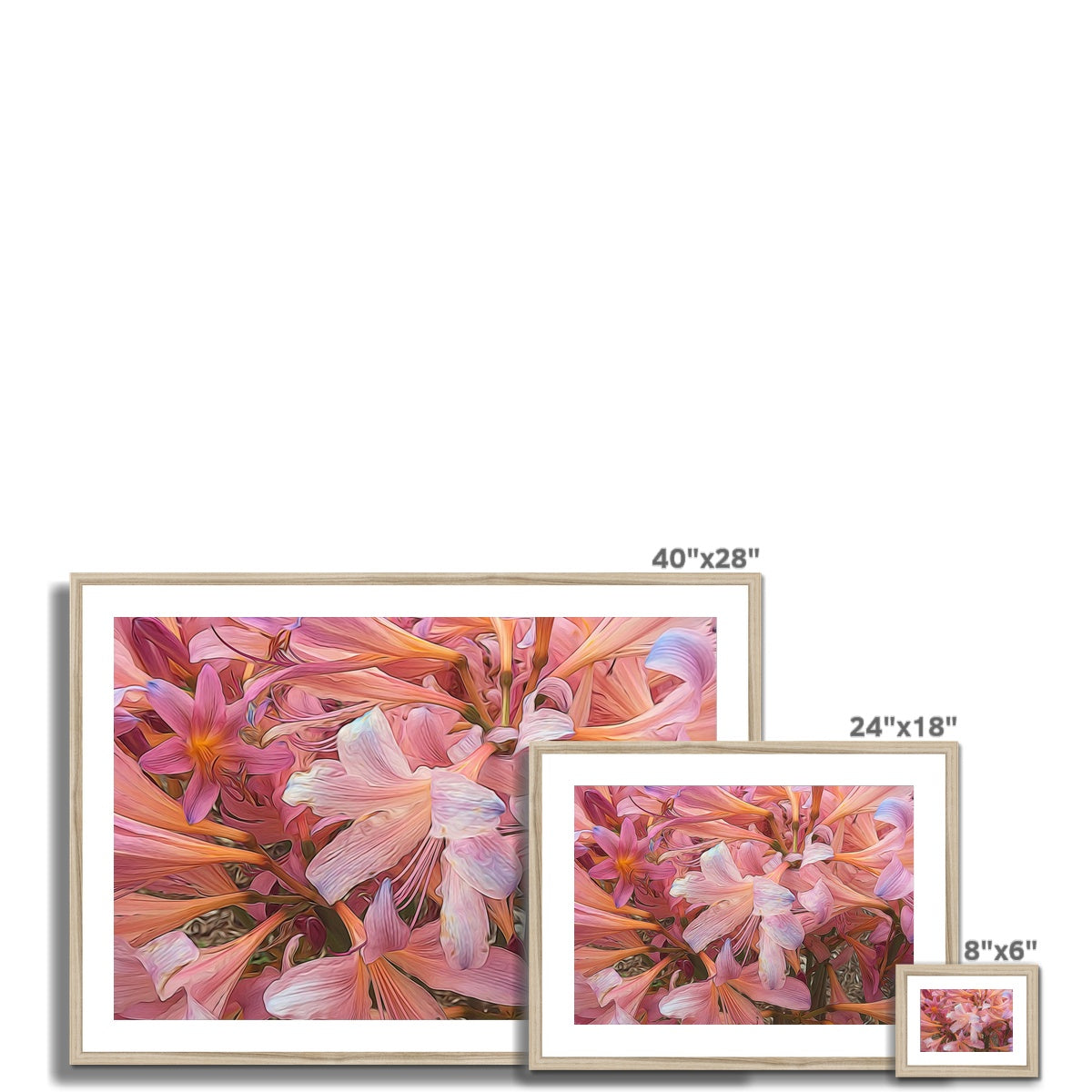 Pink Amaryllis Framed & Mounted Print
