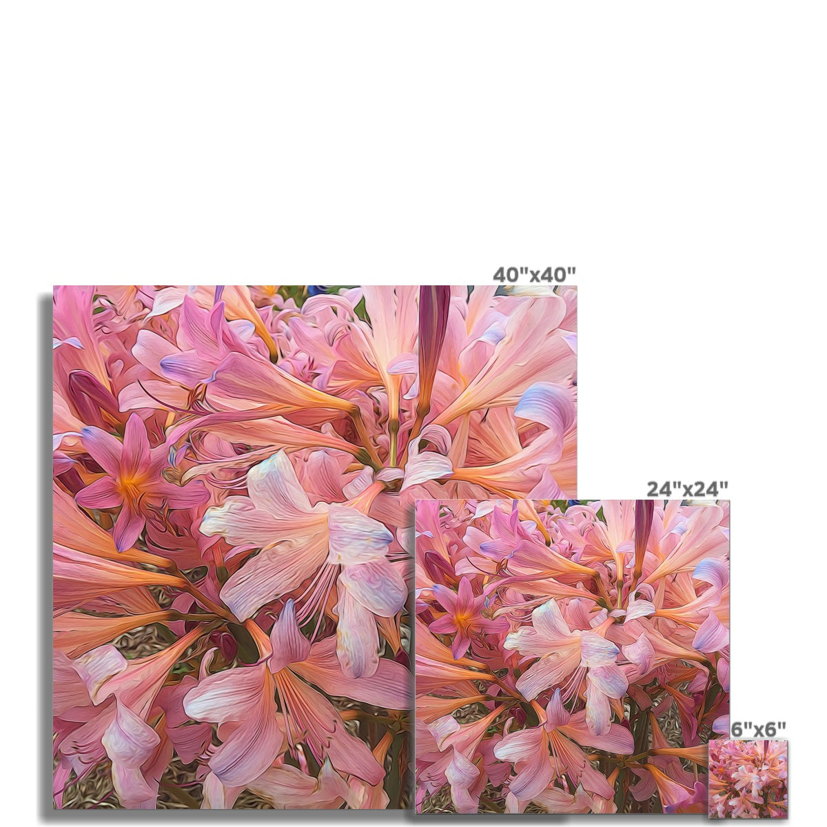 Pink Amaryllis Hahnemühle Photo Rag Print