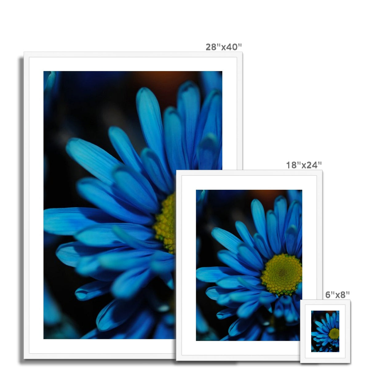 Blue Daisy Framed & Mounted Print