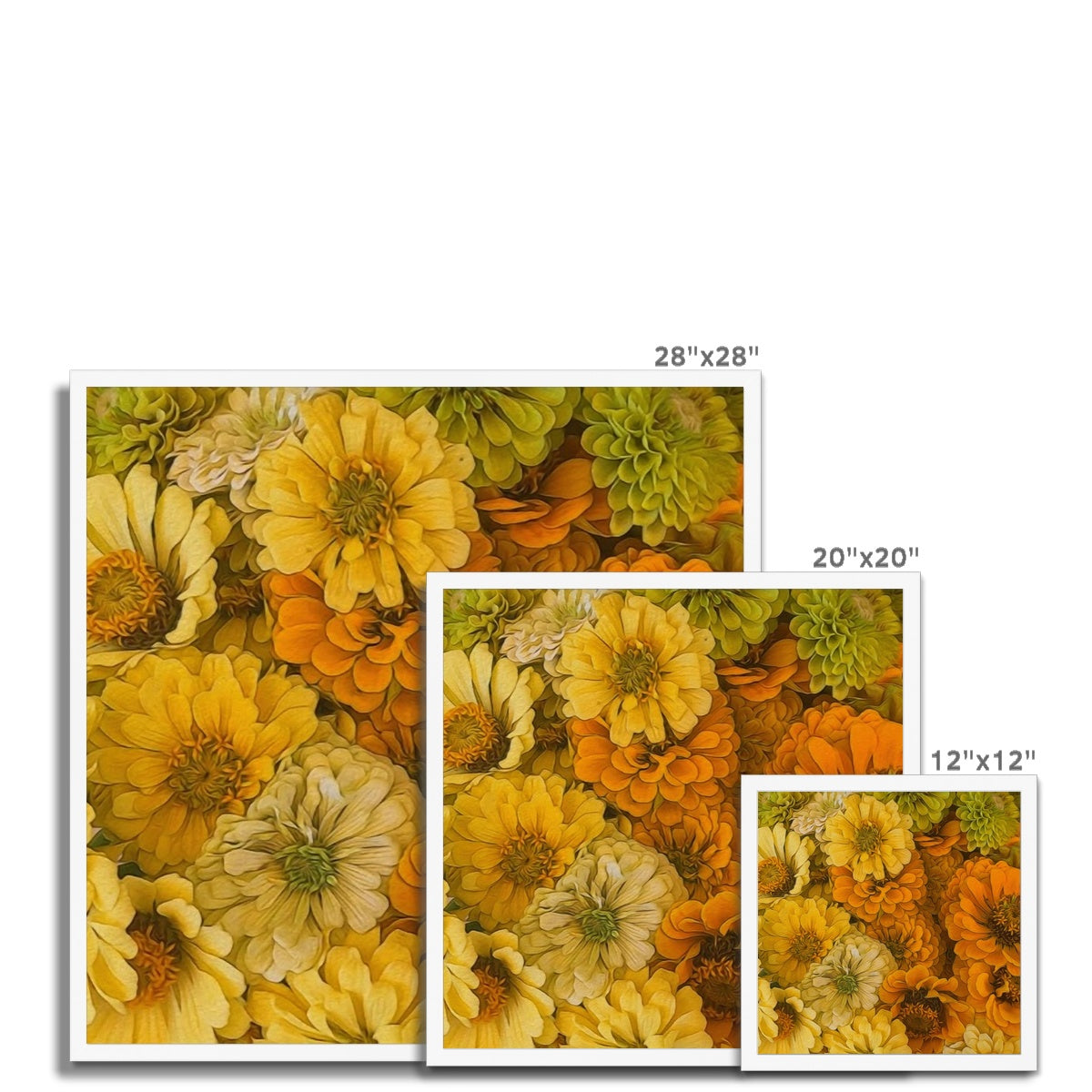 Yellow Zinnias Framed Print