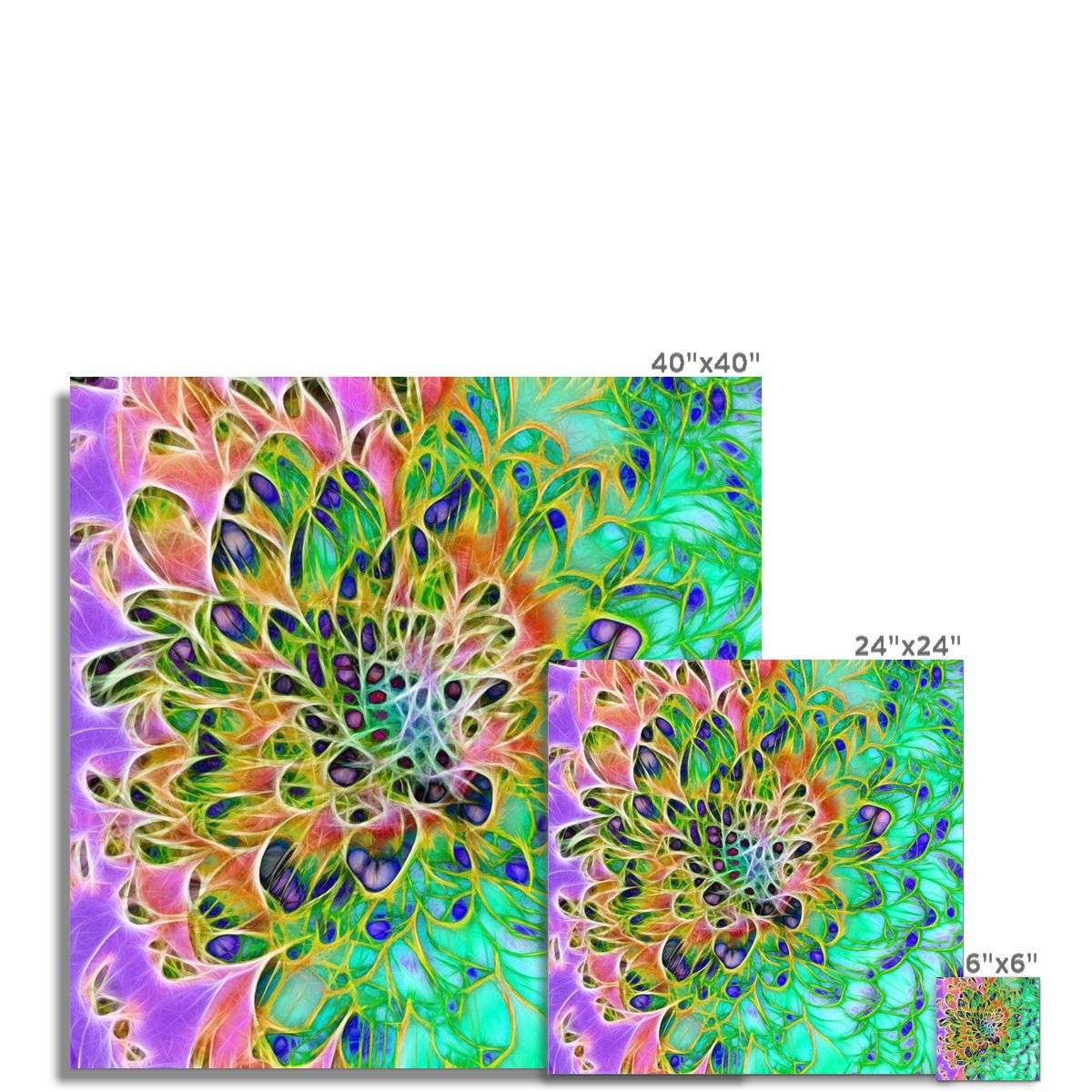 Abstract Peacock Chrysanthemum Hahnemühle Photo Rag Print