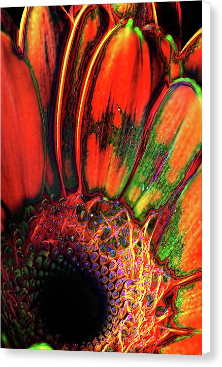 Abstract Orange Daisy - Canvas Print