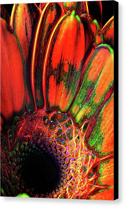 Abstract Orange Daisy - Canvas Print