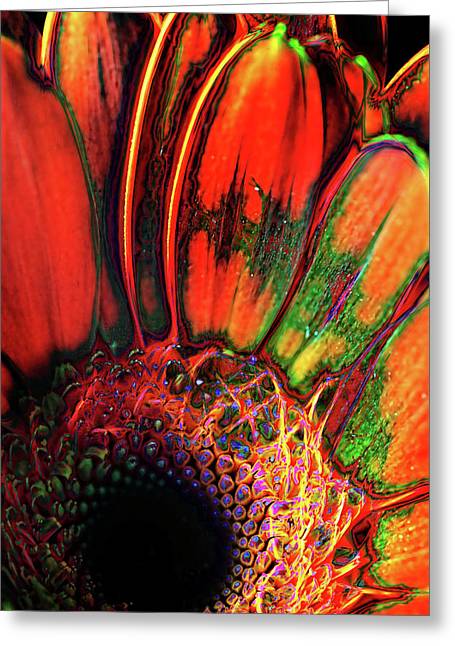 Abstract Orange Daisy - Greeting Card