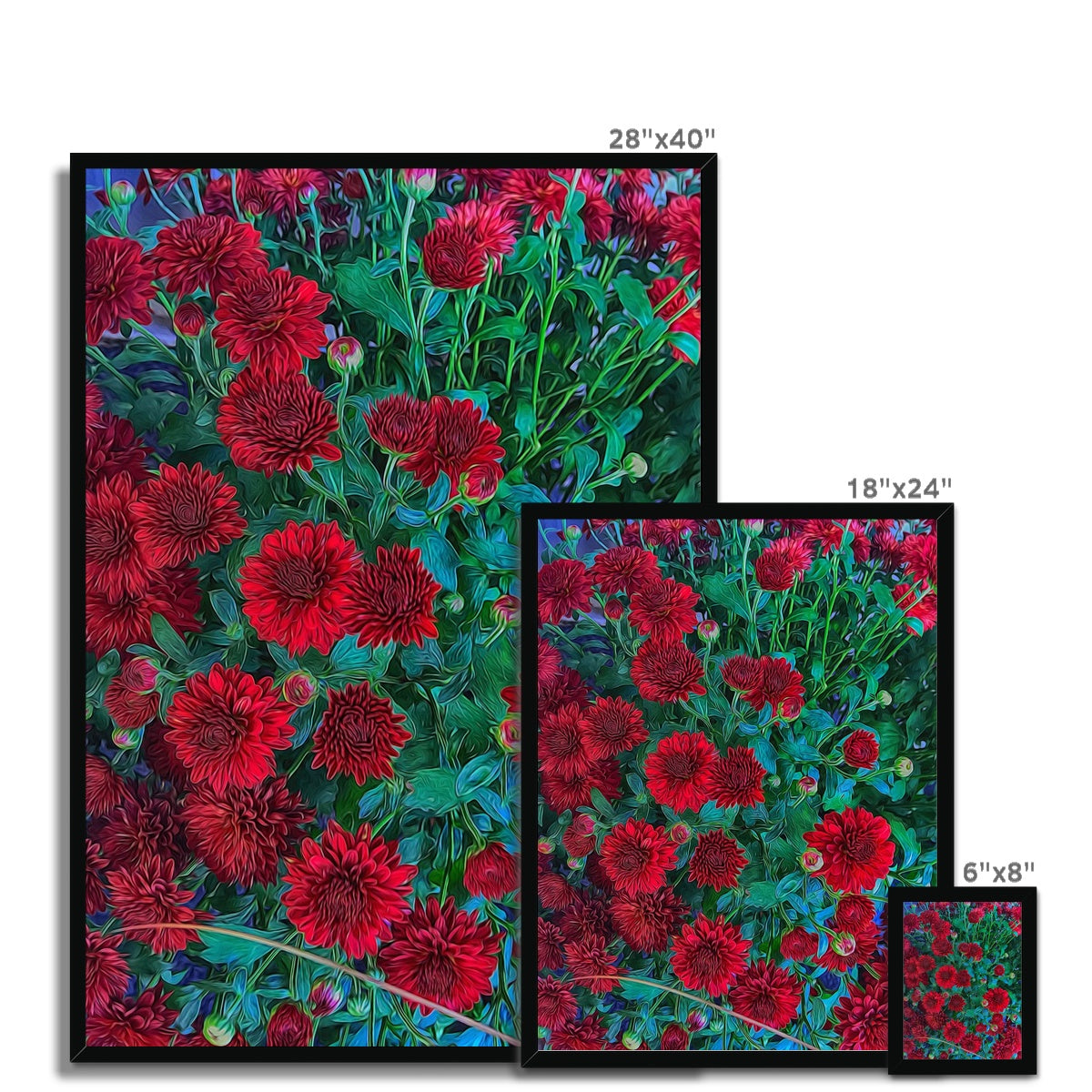 Red Mums Framed Print