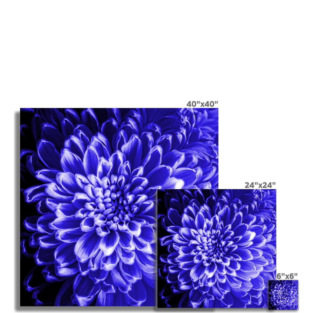 Blue Chrysanthemum Hahnemühle Photo Rag Print