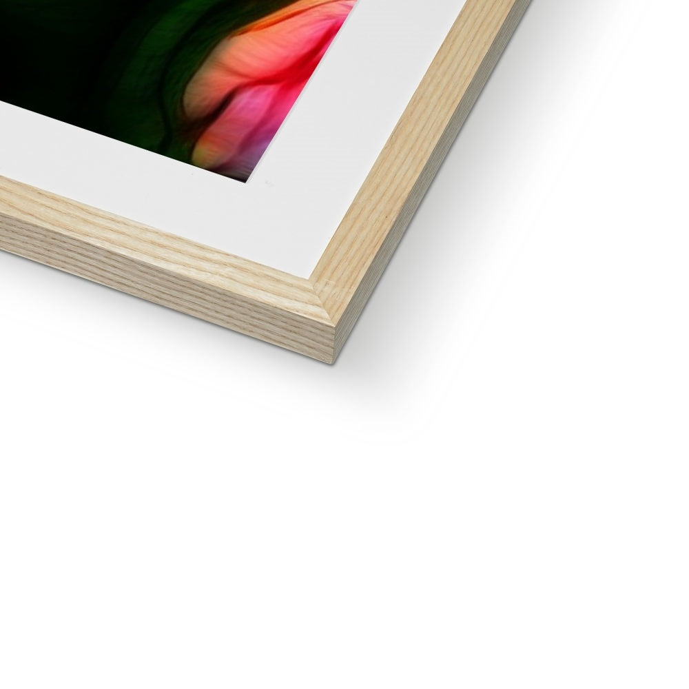 Pink Tulips Framed & Mounted Print