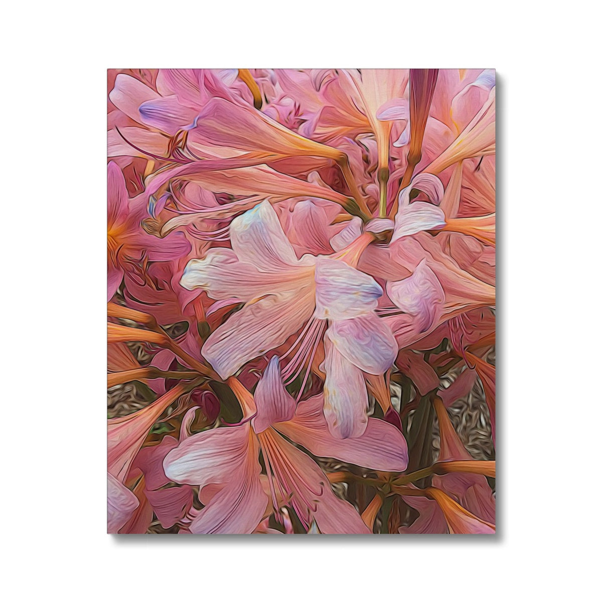 Pink Amaryllis Canvas