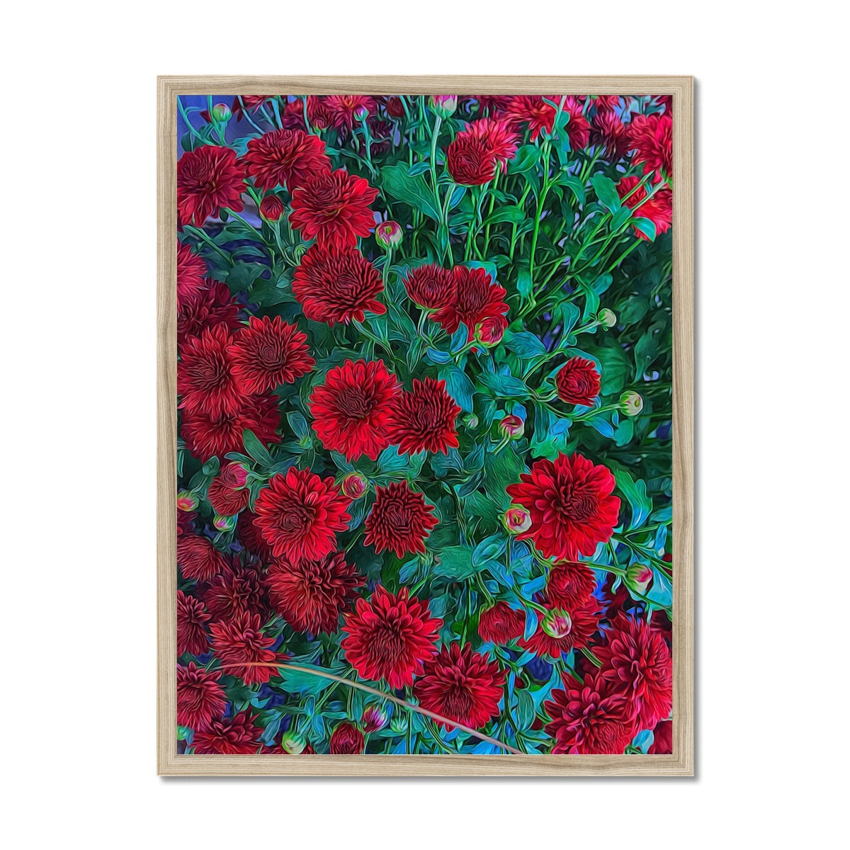 Red Mums Framed Print