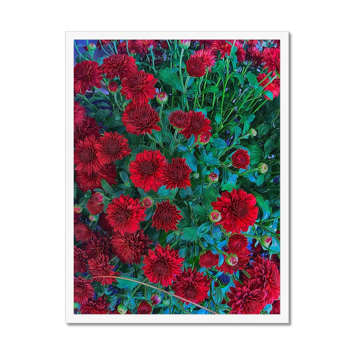 Red Mums Framed Print