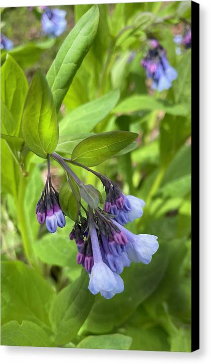 Blue and Purple April Wildflowers - Canvas Print