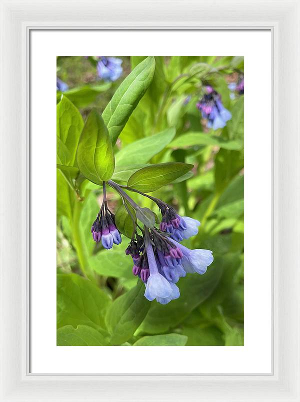 Blue and Purple April Wildflowers - Framed Print