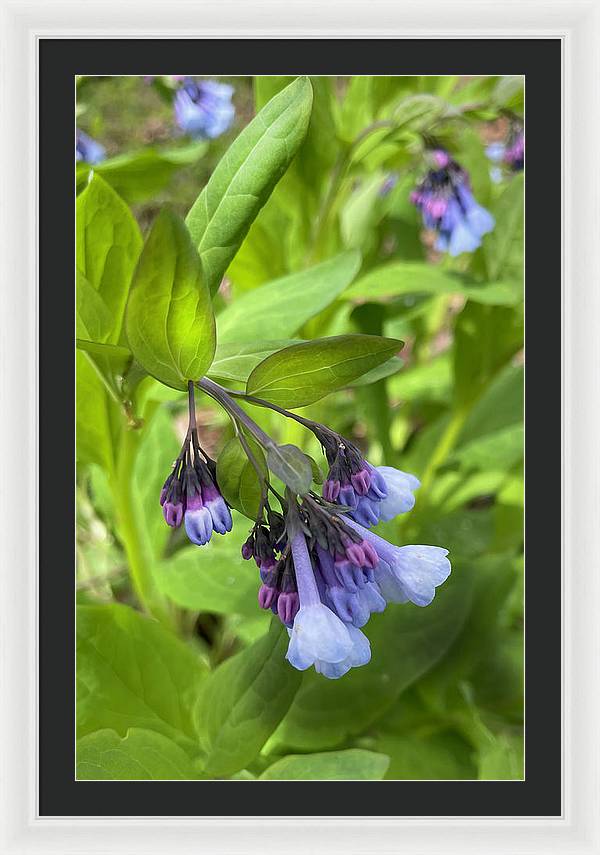 Blue and Purple April Wildflowers - Framed Print
