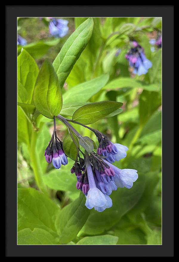 Blue and Purple April Wildflowers - Framed Print