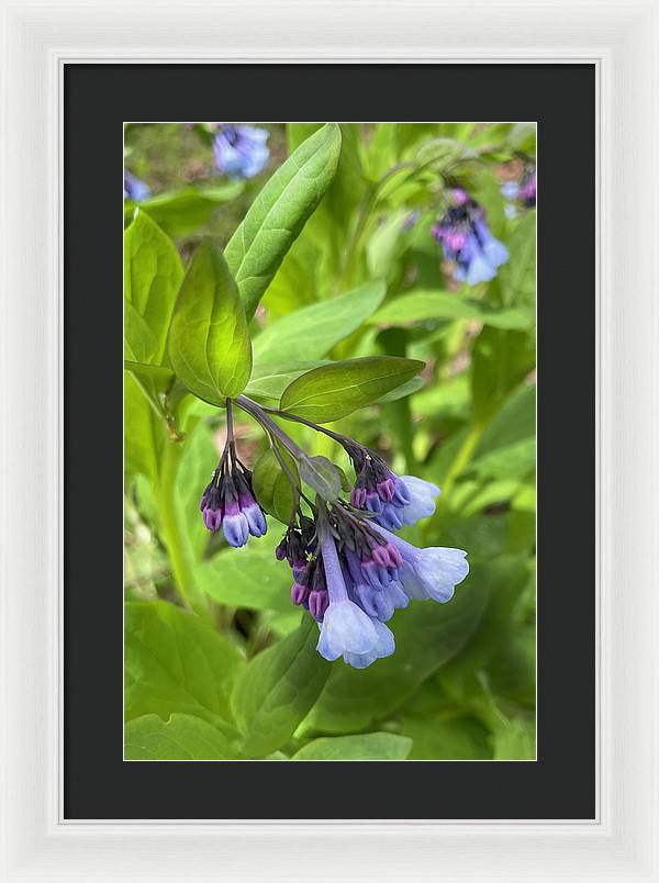 Blue and Purple April Wildflowers - Framed Print