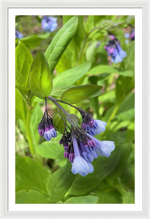 Blue and Purple April Wildflowers - Framed Print