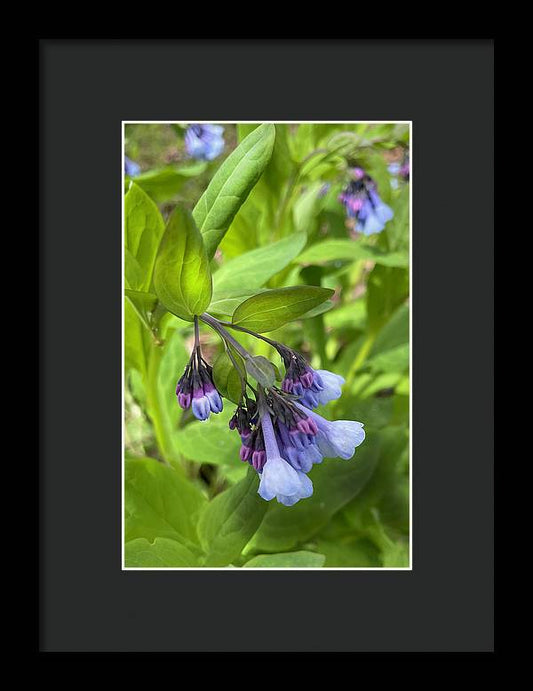 Blue and Purple April Wildflowers - Framed Print